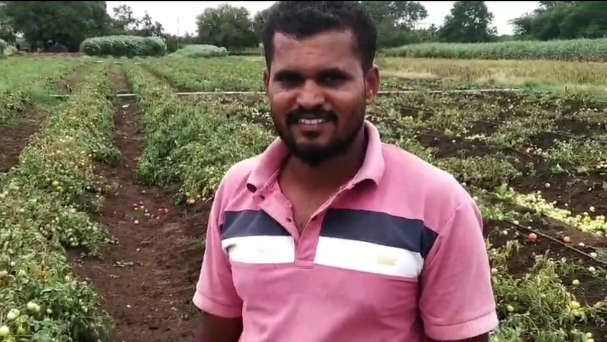 शिंगडगावच्या शेतकऱ्याने टोमॅटोला भाव नसल्याने दीड एकरात  फिरविला नांगर !