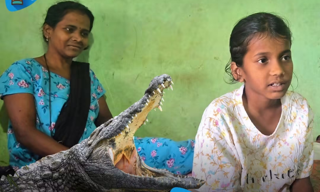 चिपळून येथे १० वर्षाच्या मुलीने वाचविले आईला मगरीच्या तावडीतून