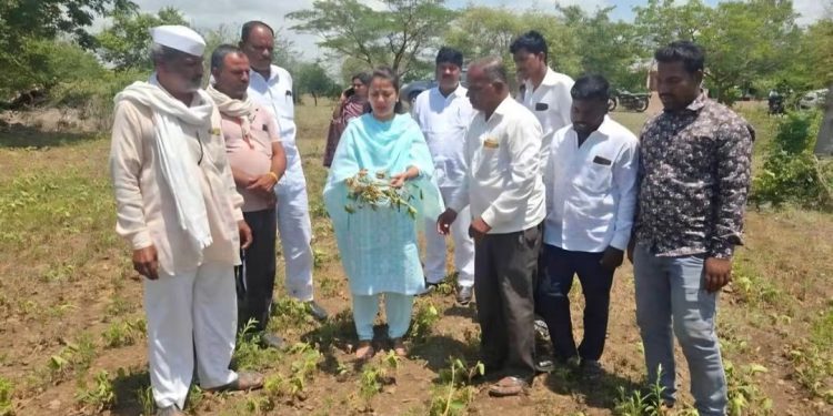 पाऊस गायब, पिके करपली! सोलापूर जिल्ह्यात तातडीने दुष्काळ जाहीर करा – खासदार प्रणिती शिंदे
